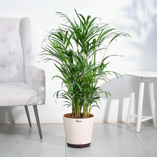 Areca Palm Plant XL